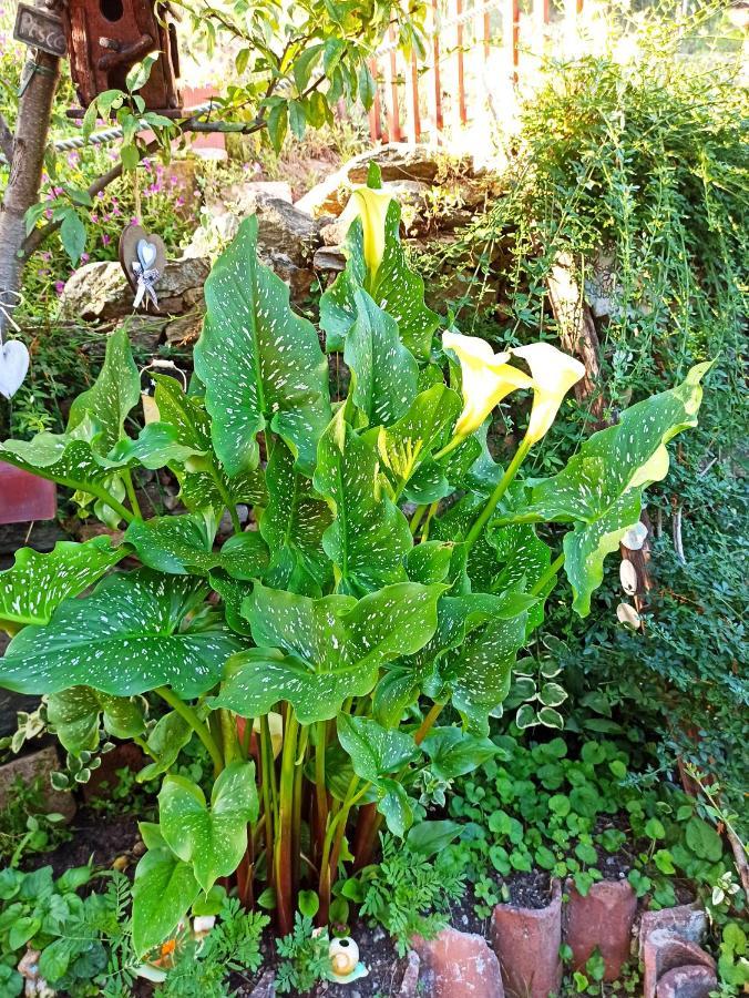 B&B Va...Lentina Piavata Exteriör bild